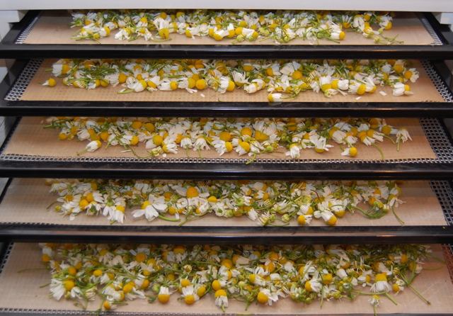 Chamomile Drying