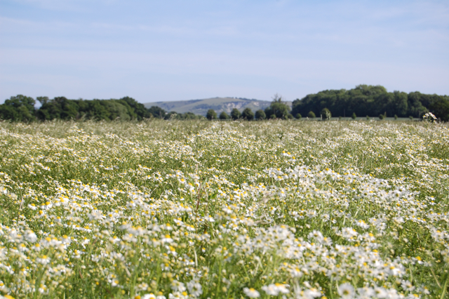 Chamomile Field