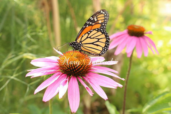 Echinacea Angustifolia10