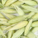 Oat top