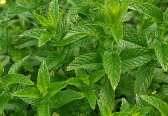 Spearmint