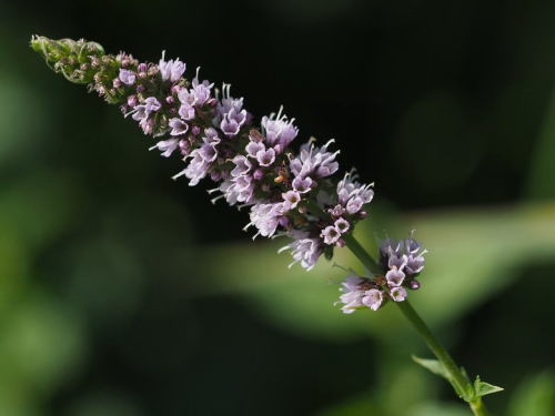 Spearmint flower