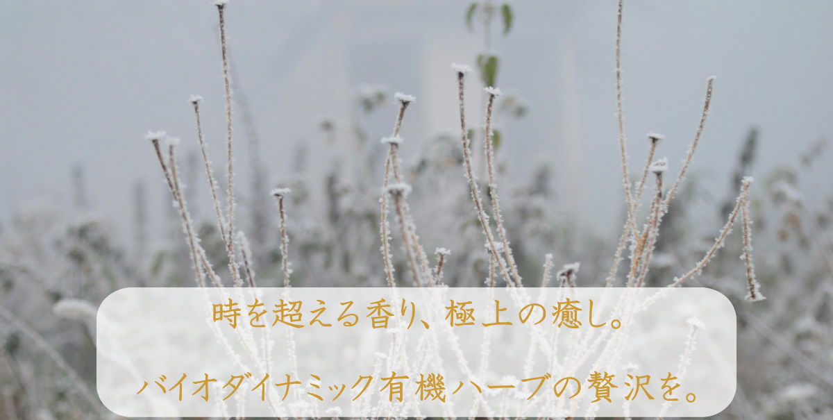 Mary Herbal Tea TOP202601201